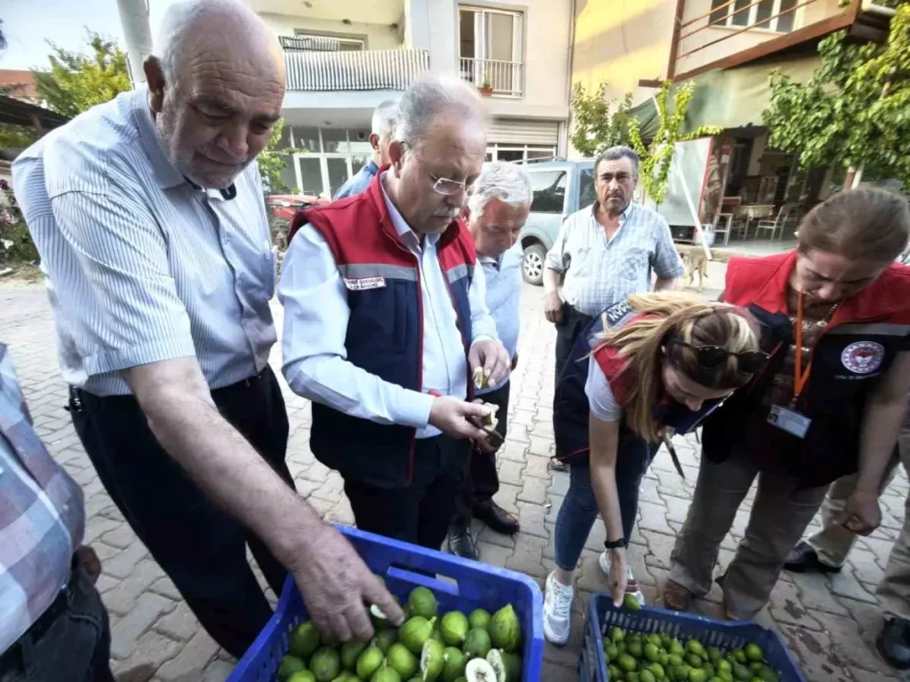 **İncir Üreticileri İçin Kaliteli İlek Kullanımı Uyarısı**