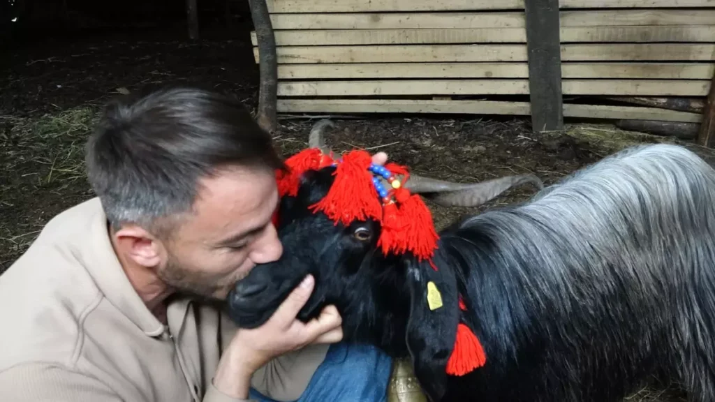 “Şanslı” Keçi AKUT Ekiplerince Kurtarıldı