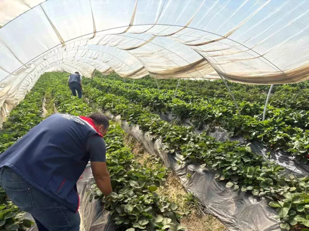 Koçarlı’da Çileklere Sıkı Denetim