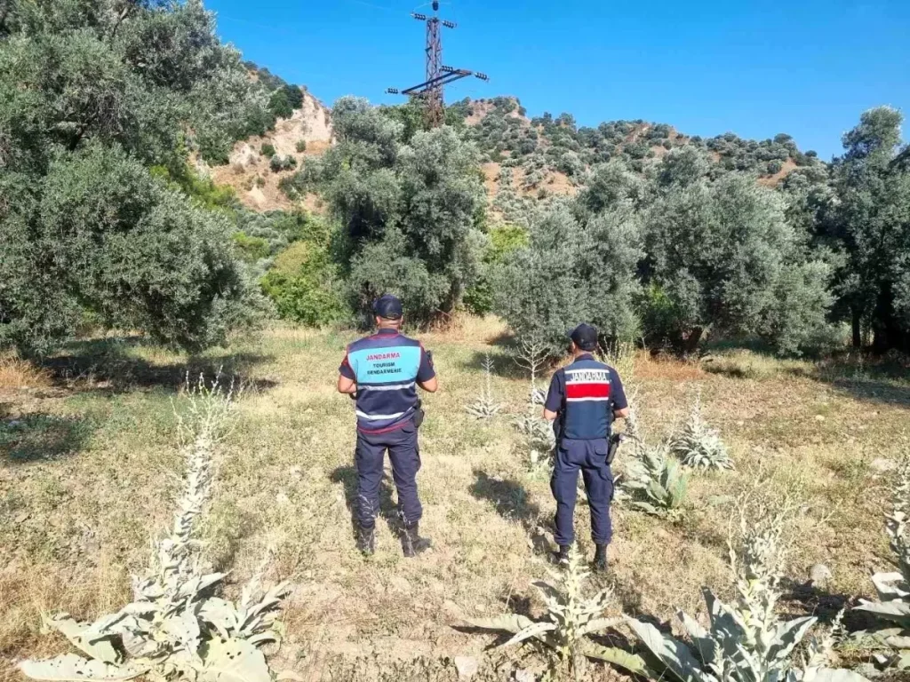 Ormanlık Alanda Mangal Yakanlara Yüksek Ceza
