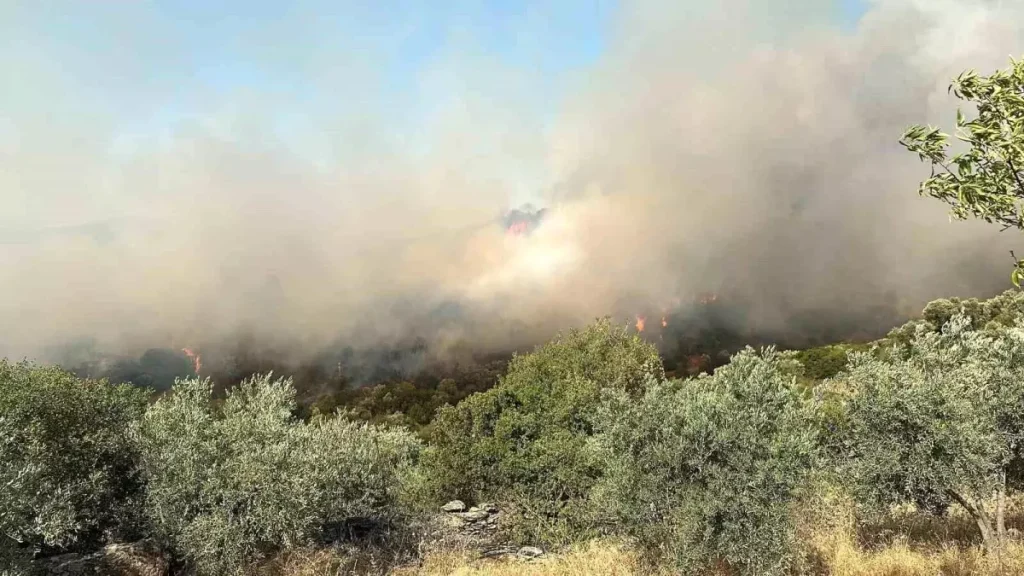 Zeytinlik Alanında Çıkan Yangına Ekiplerin Müdahalesi Sürüyor