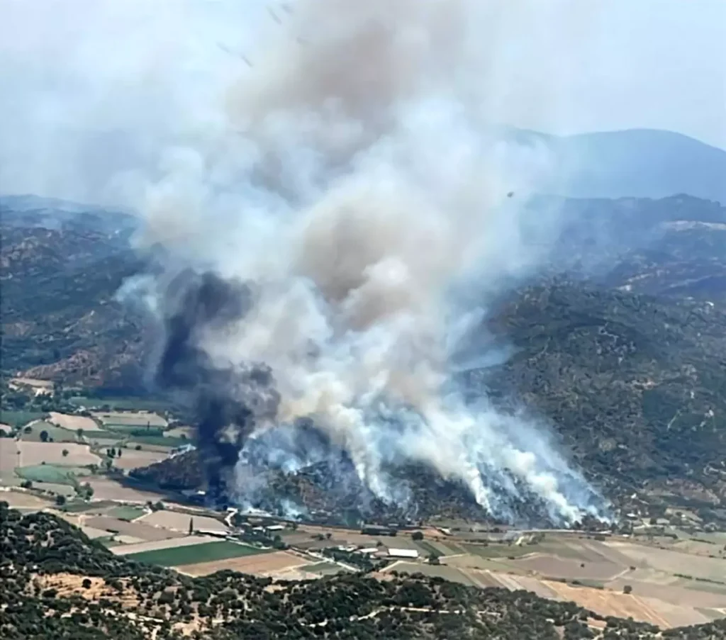 Yangın Söke’yi Kuşattı: 20 Hektar Zeytinlik Kül Oldu