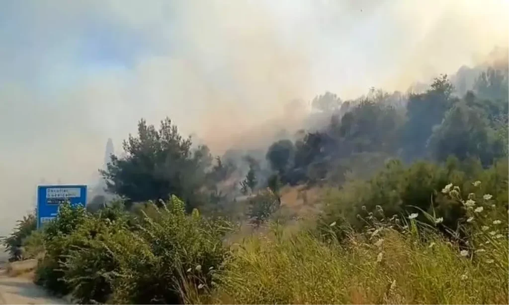 Söke’de Zirai Yangın Ormana Sıçradı