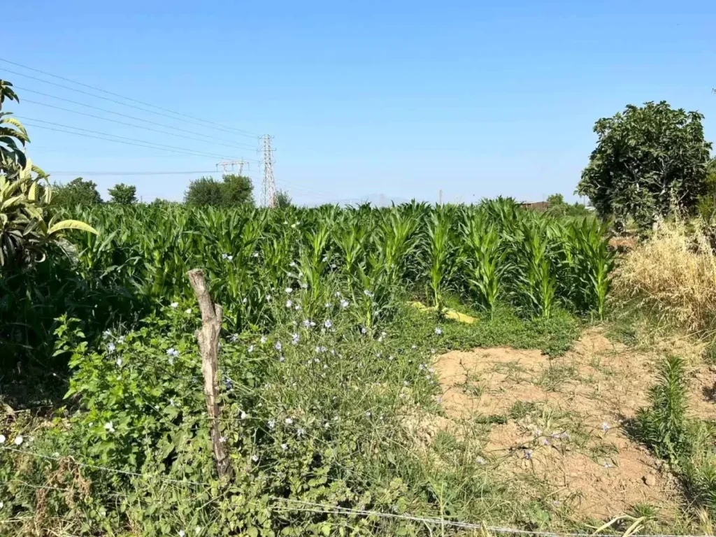 Tarla Kavgası: Akraba Cinayetiyle Sarsıldı