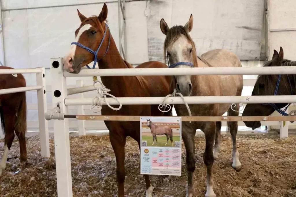 TİGEM’den Tay Satışında Rekor Gelir