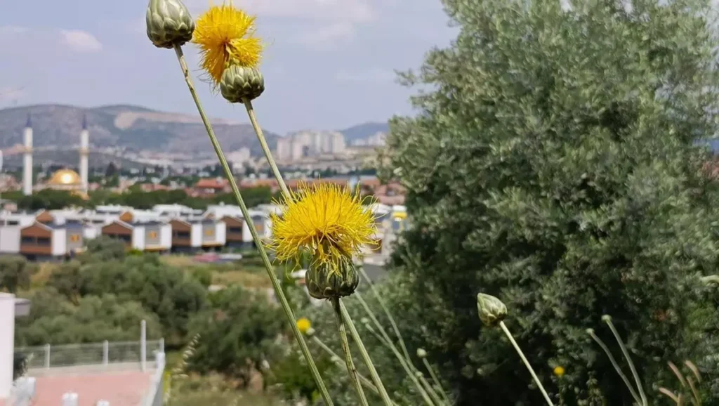 Tülüşah Çiçekleri Kuşadası’nda Yeniden Canlandı