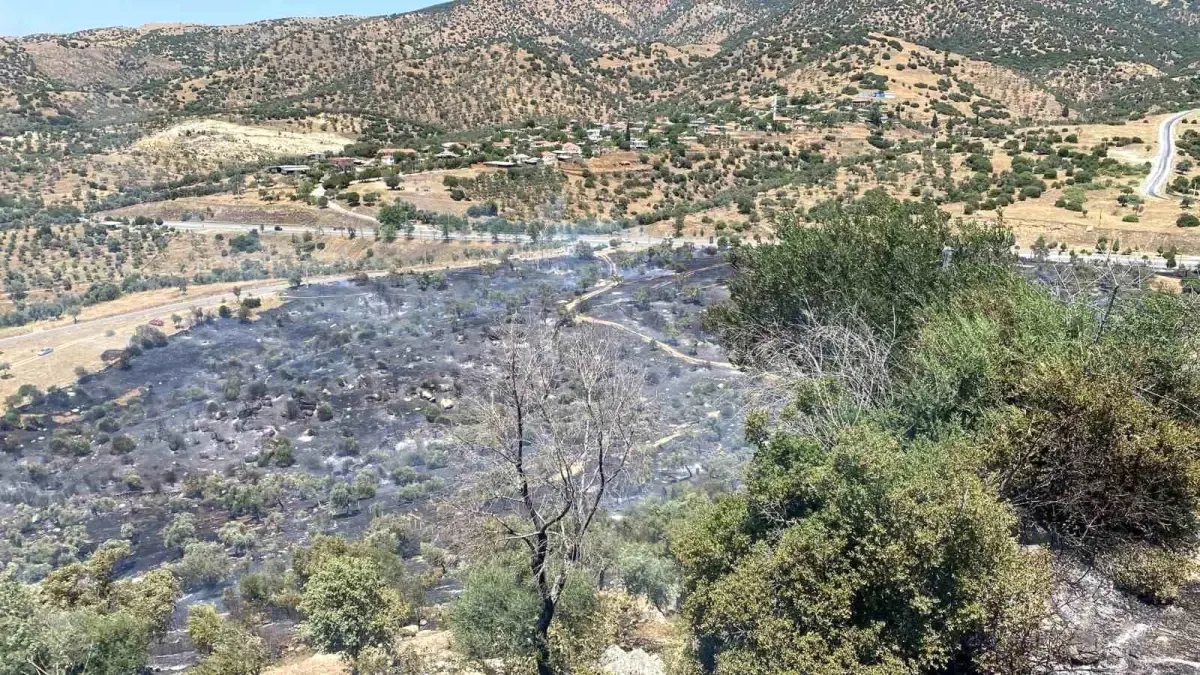 Zeytinlik Yangını Kontrol Altına Alındı, 4 Hektar Zarar Gördü