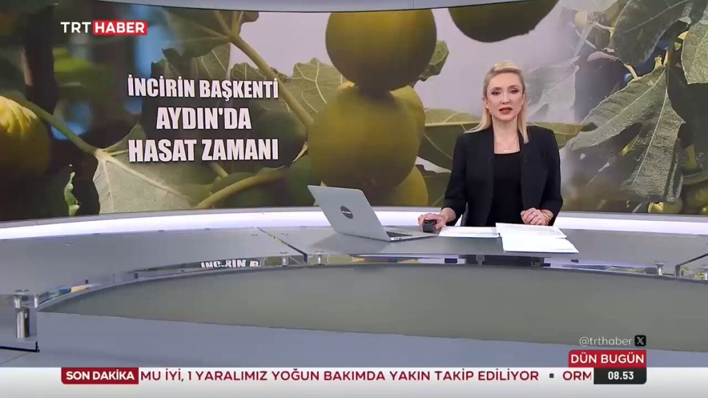 Buharkent’te Sezonun İlk İncir Hasadı Başladı