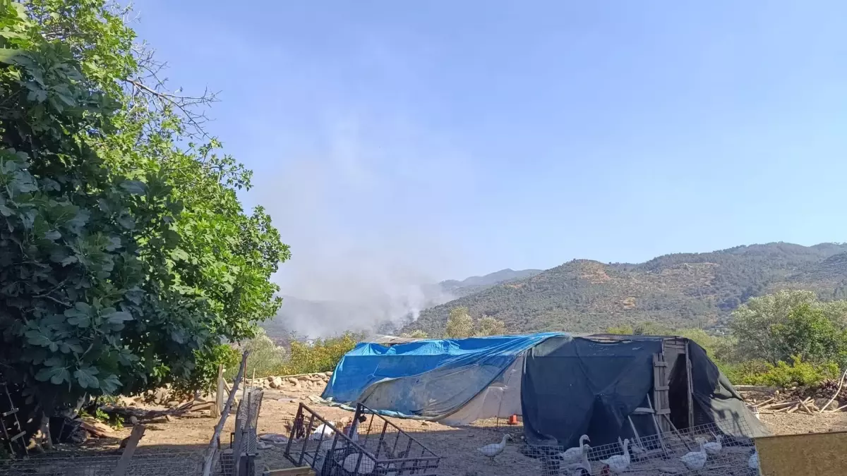 Aydın’ın Bozdoğan İlçesi’nde Korkutan Orman Yangını
