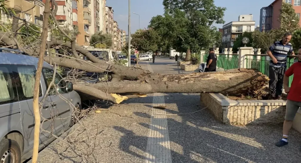 Aydın’da Süs Ağacı Devrildi: 2 Araç Hasarlandı