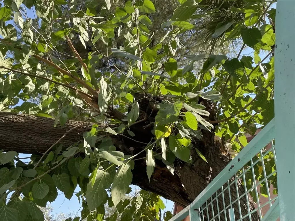 Ağaç Devrilmesiyle Trafik Kaos