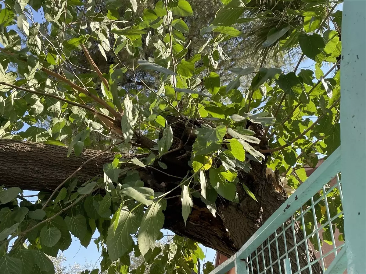 Ağaç Devrilmesiyle Trafik Kaos