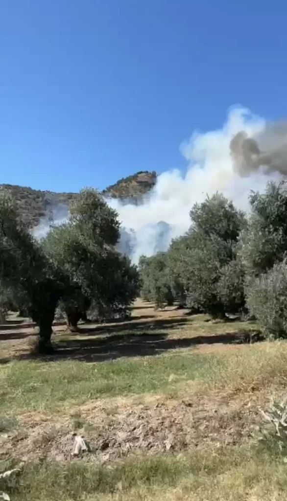 Aydın’da Zeytinlik Yangını
