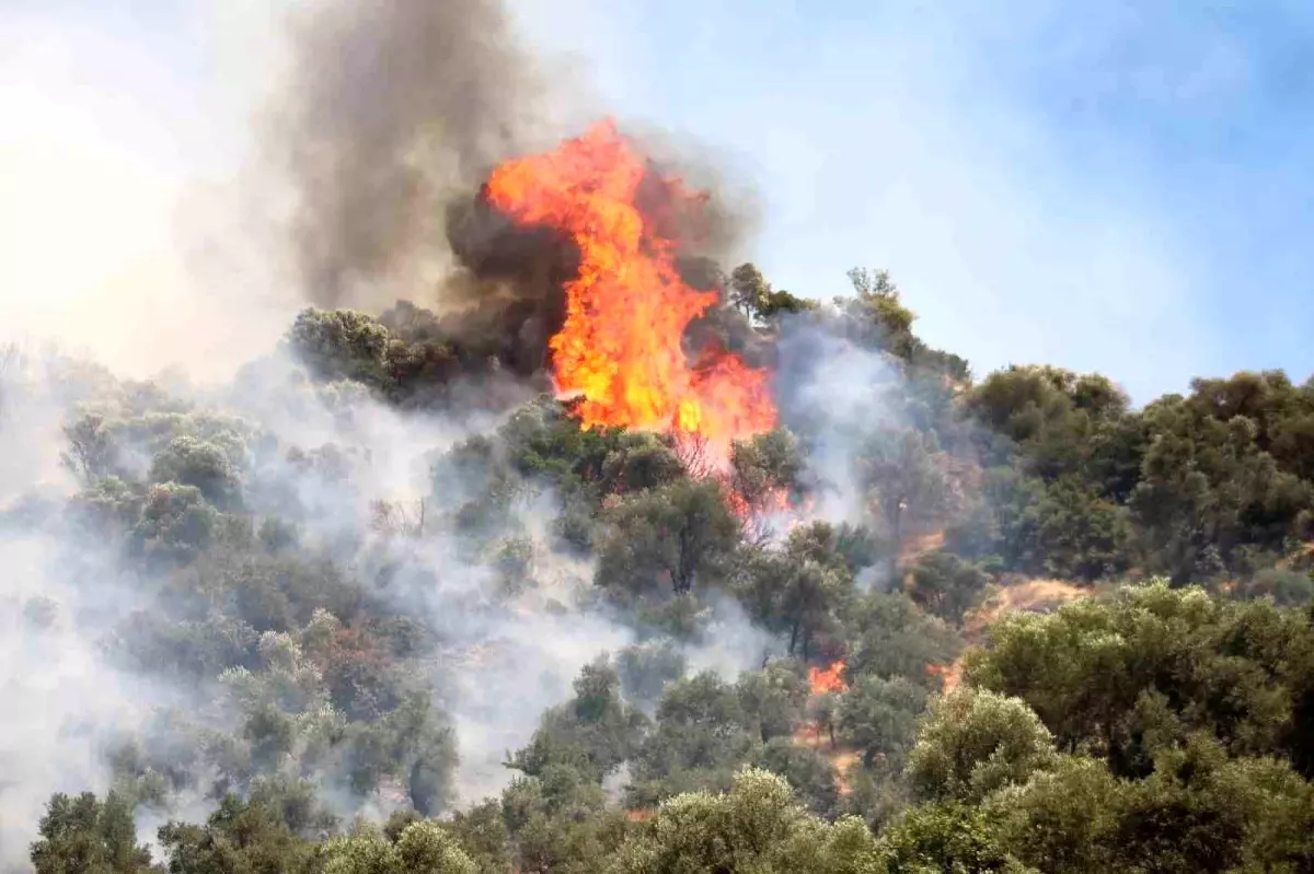 Aydın’da Büyük Orman Yangını Kontrol Altına Alındı