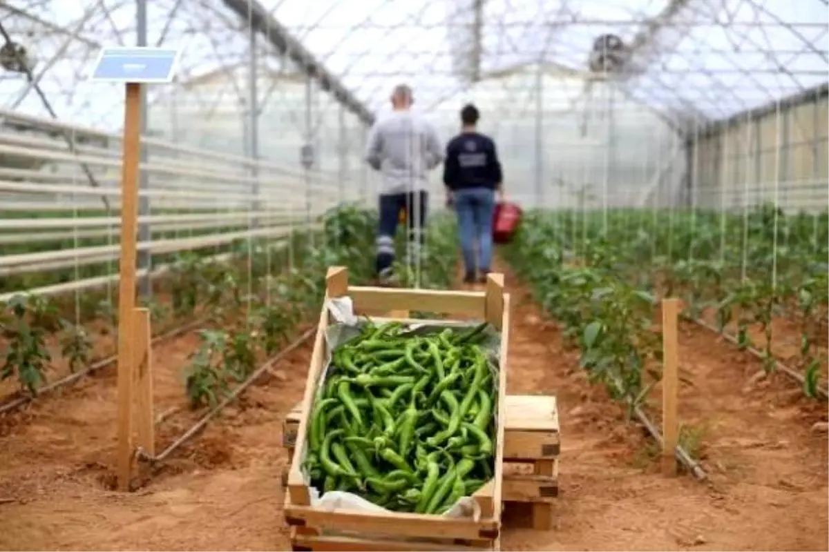 Aydın Büyükşehir Belediyesi’nden Tarım Ata Tohumu Projesi