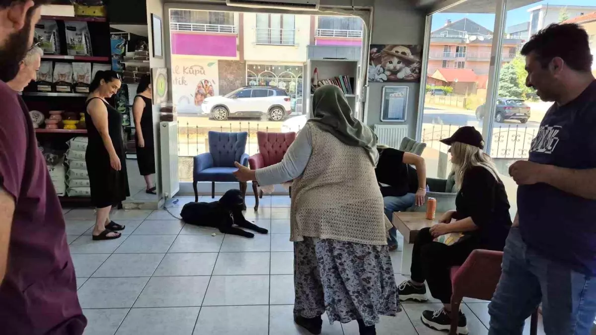 Kayıp Köpek Çip Sayesinde Sahibine Kavuştu