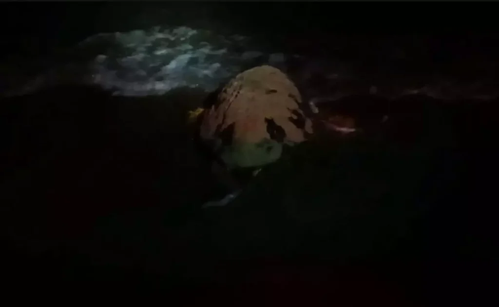 Deniz Kaplumbağaları Didim Kıyılarında Yuva Yapıyor