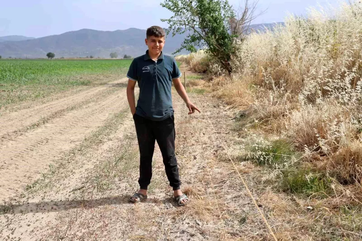 Tarımsal Üretim Aydın’da Yaban Domuzları Nedeniyle Zorlaşıyor