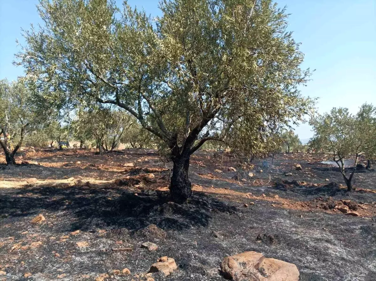“Karacasu’da Tarım Arazisi Yangını: Dikkat Çağrısı”