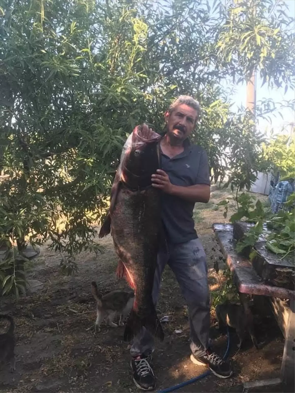 “Büyük Yakalama: Meriç Nehri’nde 1.2 Metrelik Gümüş Sazan”