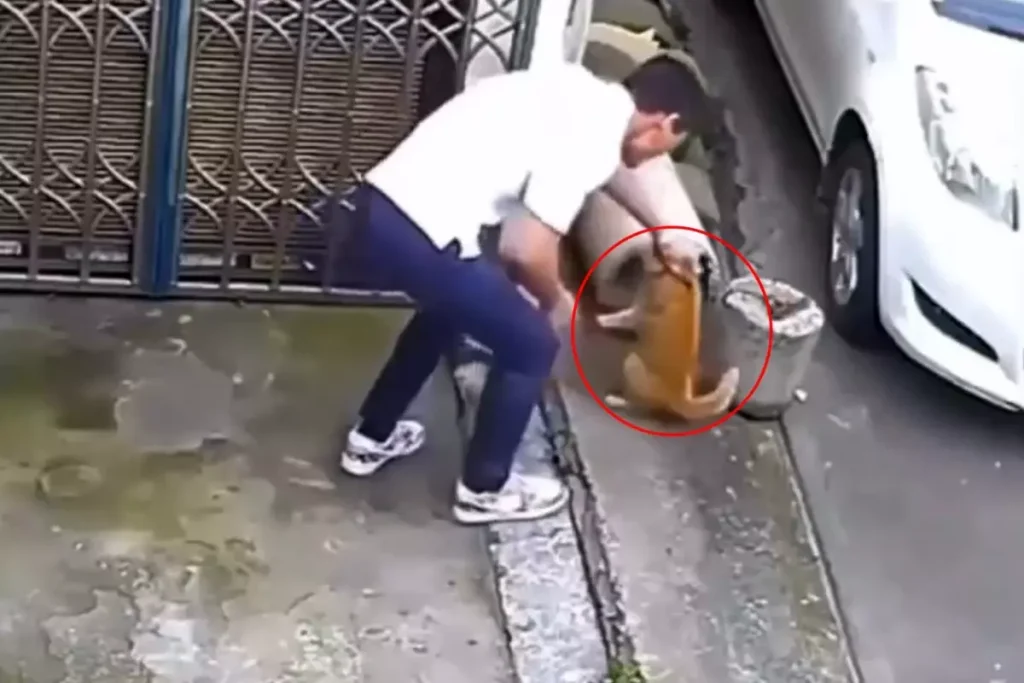 Hayvana Şiddet: Kedi Kuyruğu Kesildi