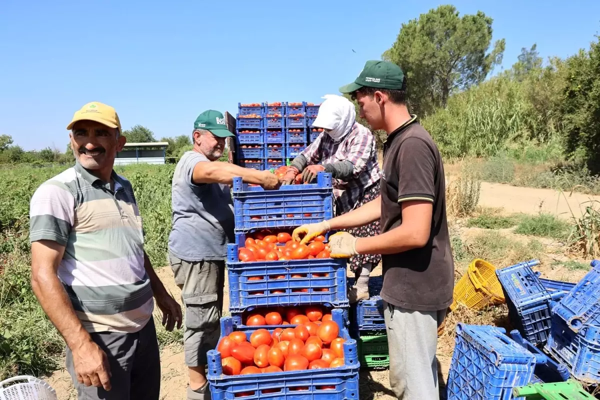 Aydın’da Domates Hasadı: Sıcaklık ve Fiyatlar Üreticiyi Zorladı