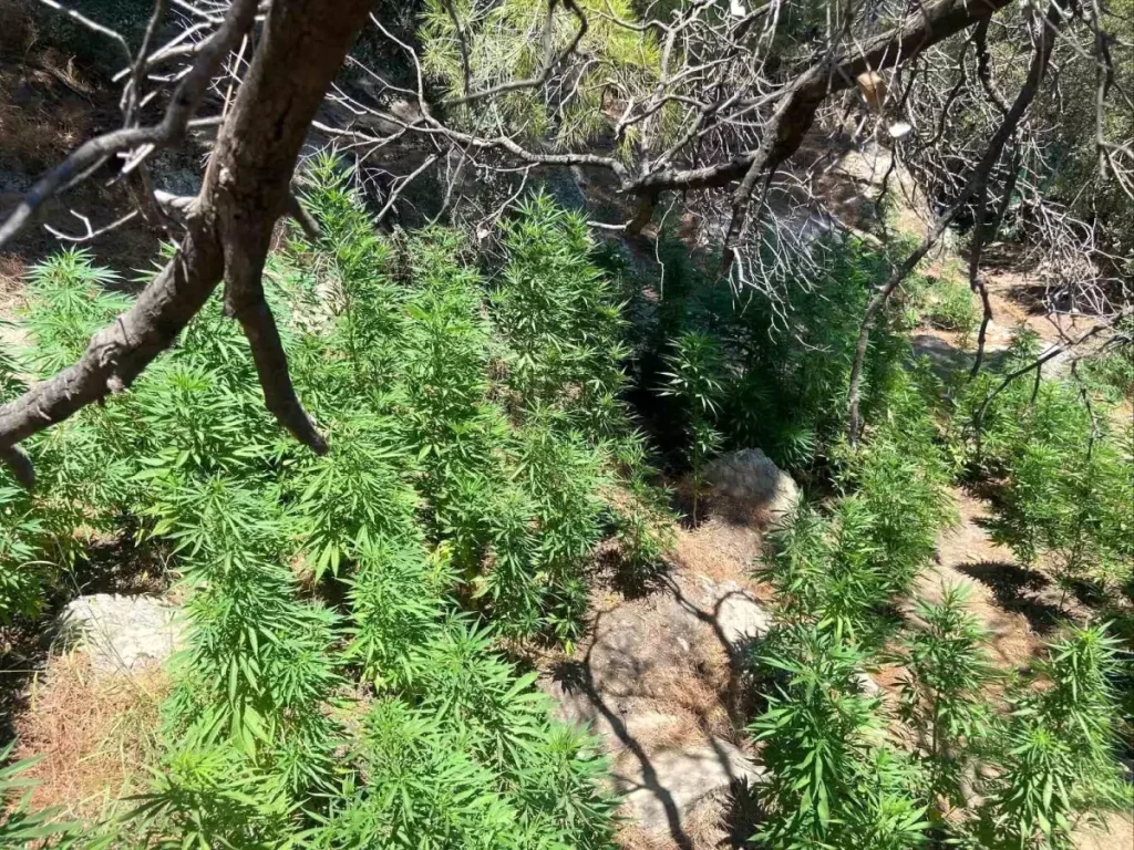 Uyuşturucu İmalatçılarına Darbe: 595 Kök Kenevir Ele Geçirildi