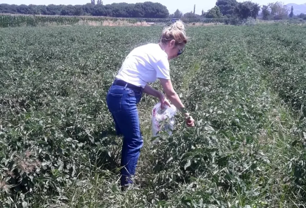 Domates Hasadında Pestisit Kontrolü Yoğunlaştı