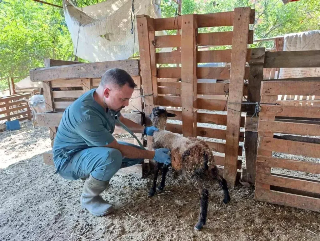 Hayvan Sağlığı İçin Küpeleme ve Aşılama Çalışmaları