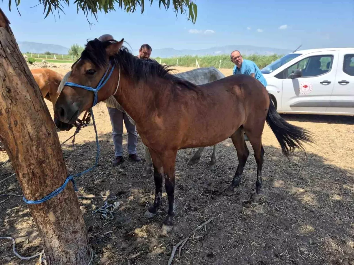 Ruam Hastalığı Taraması Söke’de Yoğunlaştı
