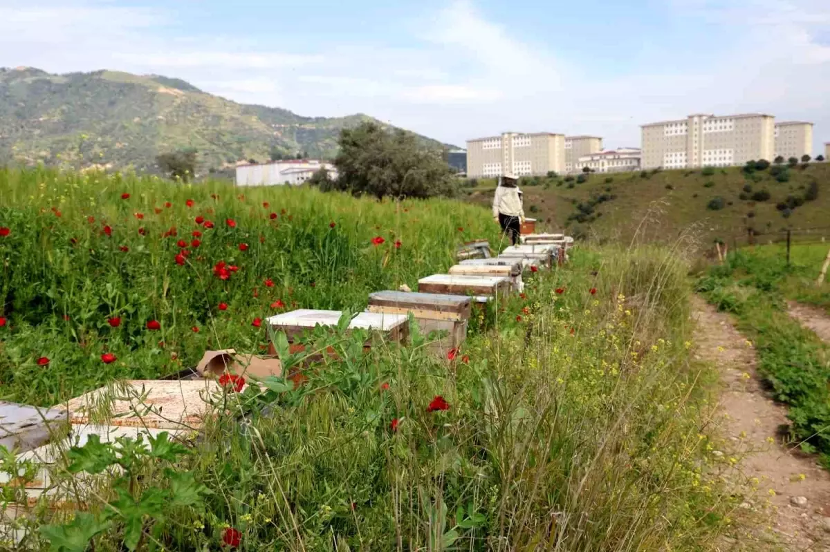 **Arıcılara Orman Yangınları Karşı Yeni Zorunluluklar**