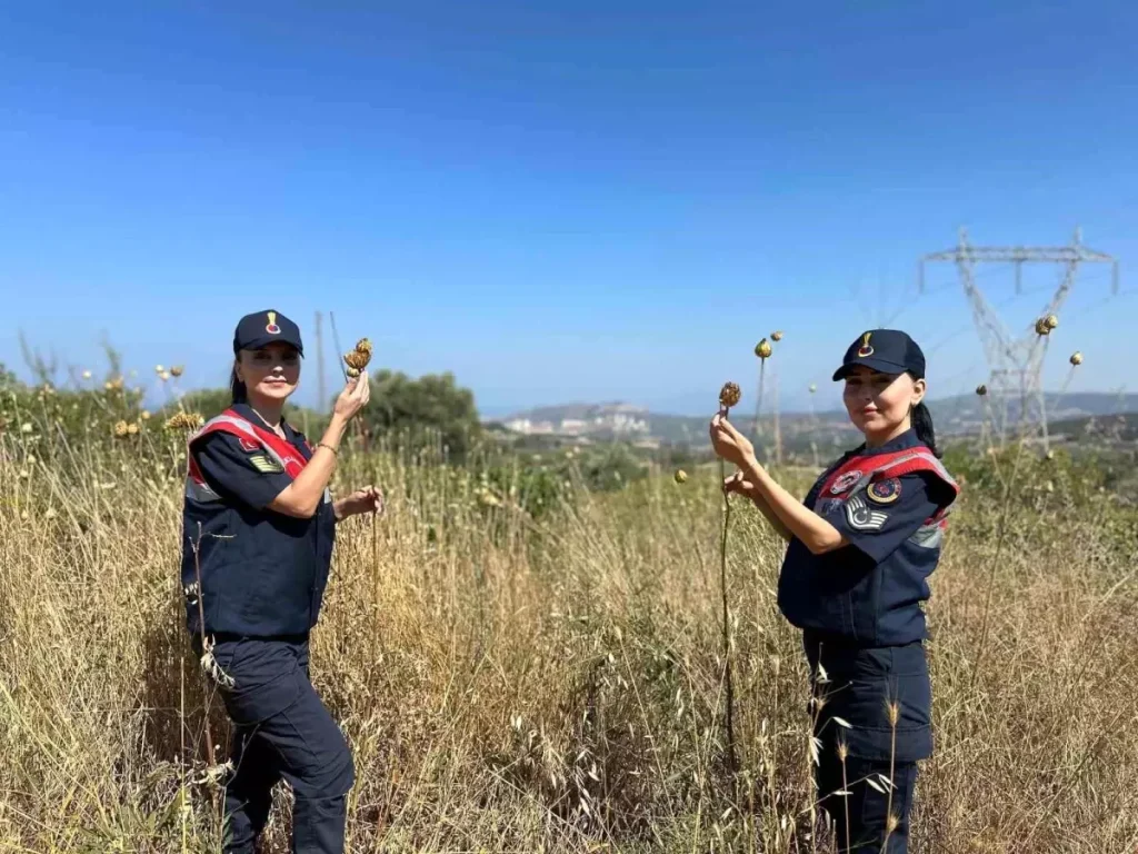 Tülüşah Bitkisine Zarar Verenlere Yüksek Ceza