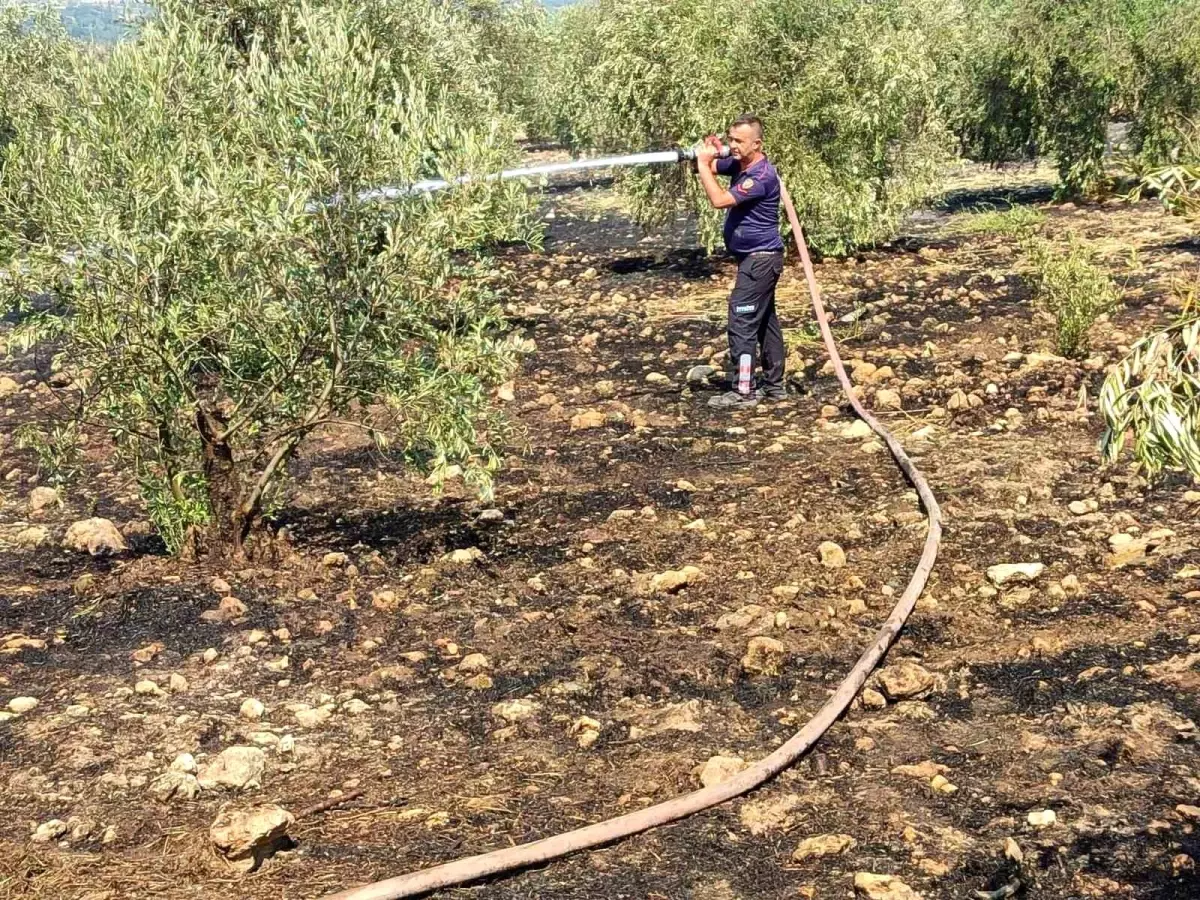 Zeytinlik Yangını Kontrol Altına Alındı
