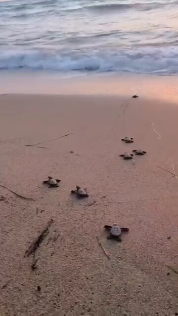 Didim’de 47 Caretta caretta Yavrusu Denize Ulaştı