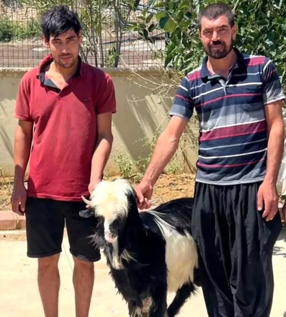 **Keci Hırsızları Kozan’da Jandarma Ekiplerince Yakalandı**