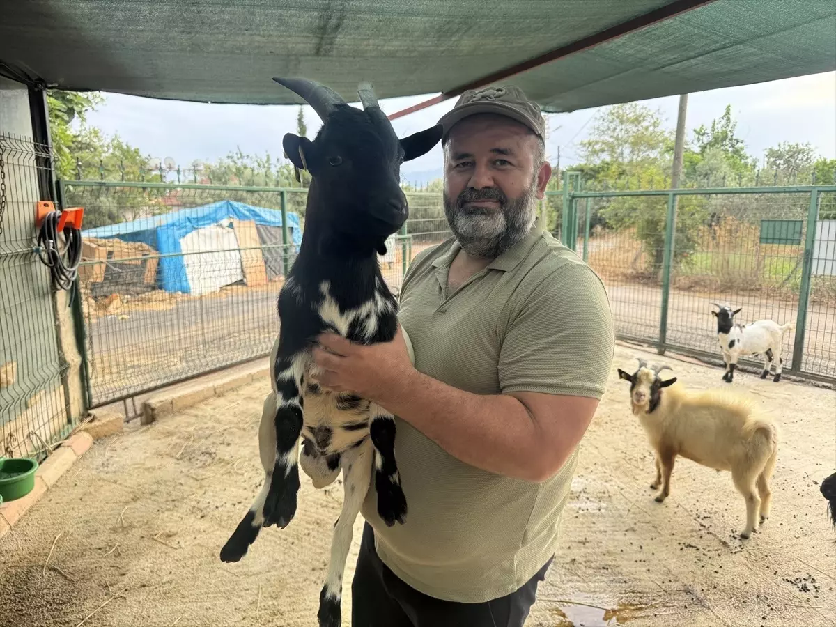 Keçi Çilesi: Poşet Başına Geçince Kaos Yaşandı