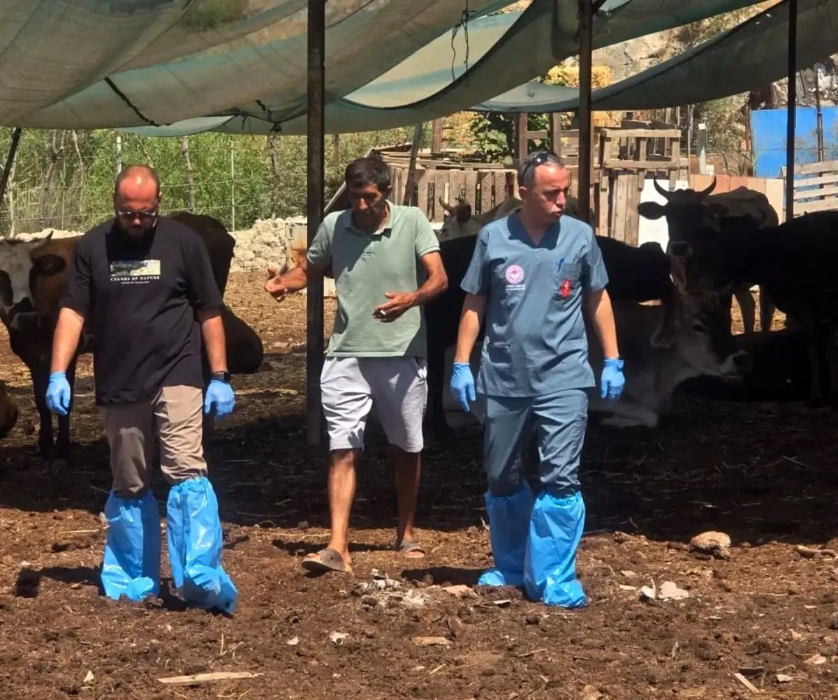 “Aydın’da Şap Hastalığına Karşı Aşılama Çalışmaları Sürüyor”