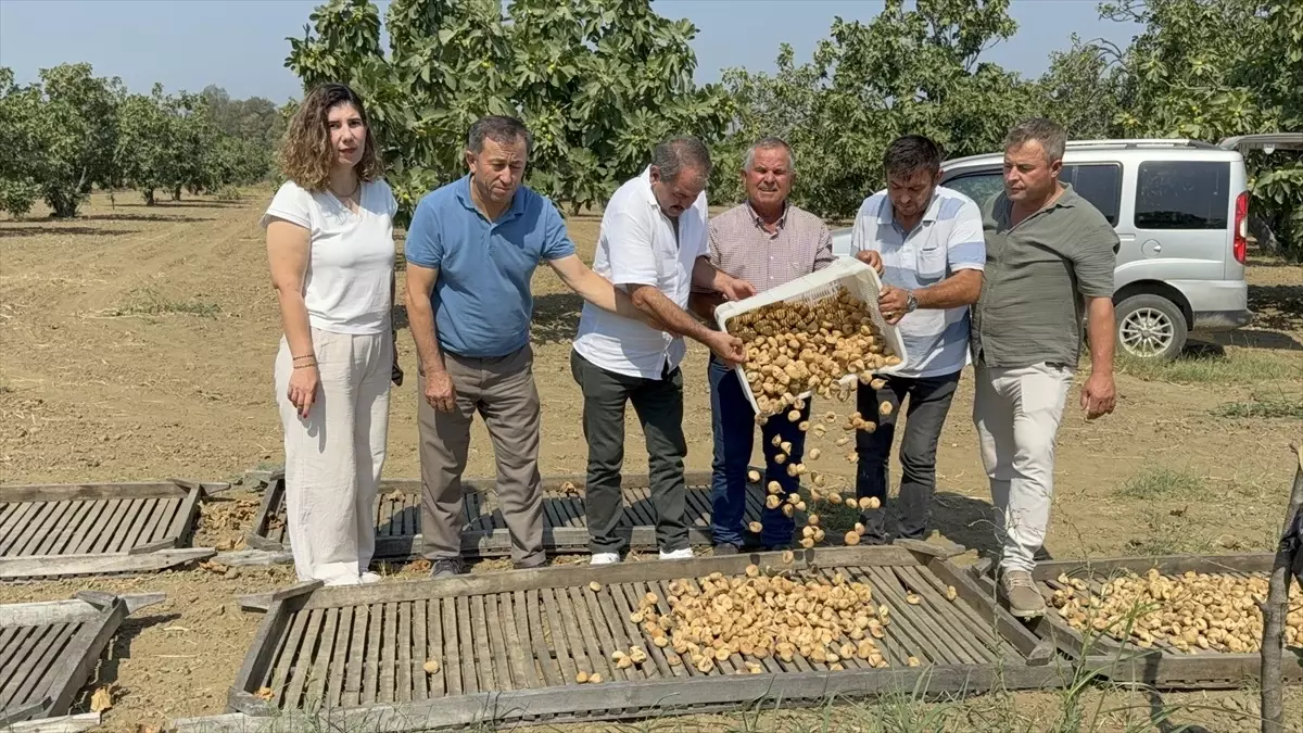 Aydın’da Sezonun İlk Kuru İnciri 400 Liraya Satıldı