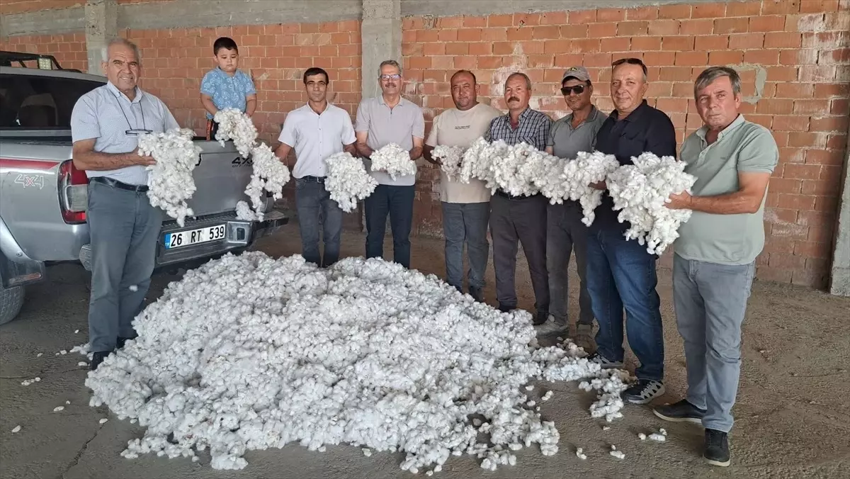 Aydın’da Sezonun İlk Pamuk Hasadı Yapıldı