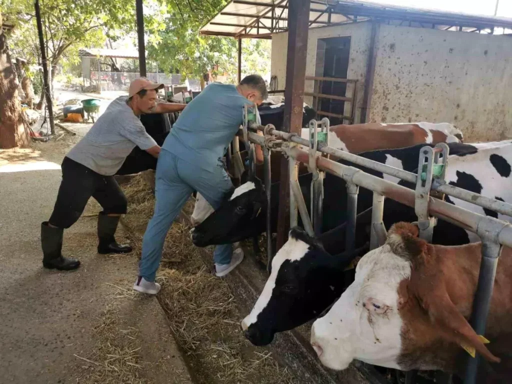 Hayvancılık Sektöründe Sağlık Kontrolü Aralıksız Devam Ediyor