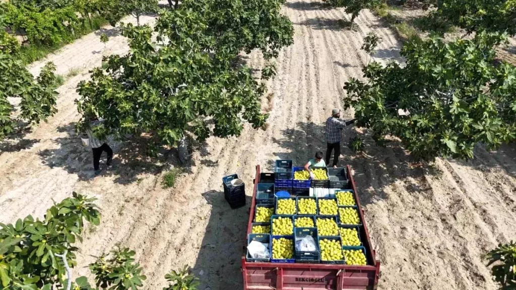 **Buharkent’in Damak Çatlatan Lezzeti: Taze İncir**