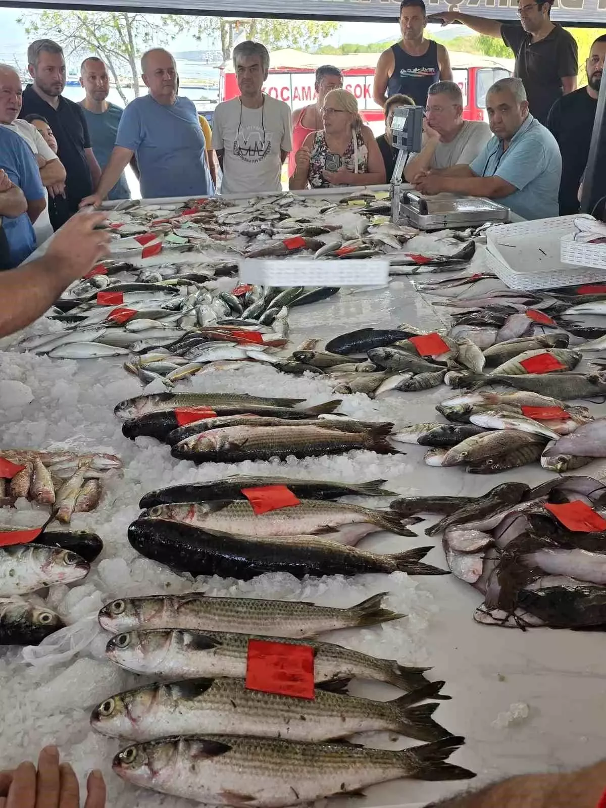 Didim’de İlk Balık Mezadı Gerçekleştirildi