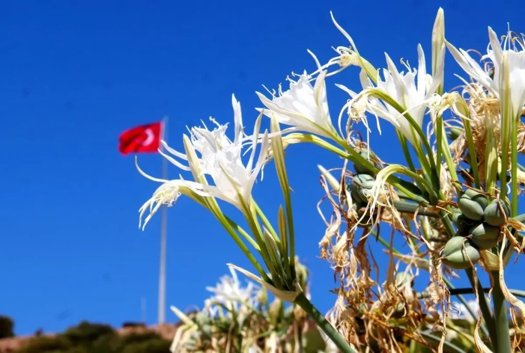 Kumsal Doğanın Sesi: Ekodosd Başkanı Şurucu Uyardı
