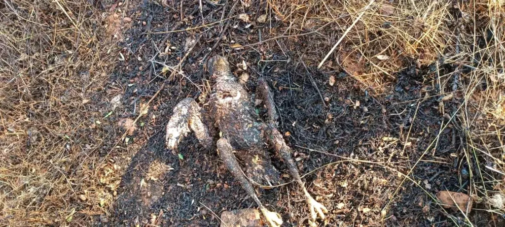 **Kuşun Enerji Nakil Hattına Çarpması Yangınla Sonuçlandı**