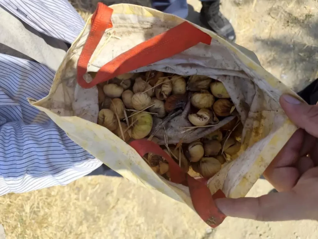 **İncir Hırsızı Koçarlı’da Jandarma Ekiplerince Yakalandı**