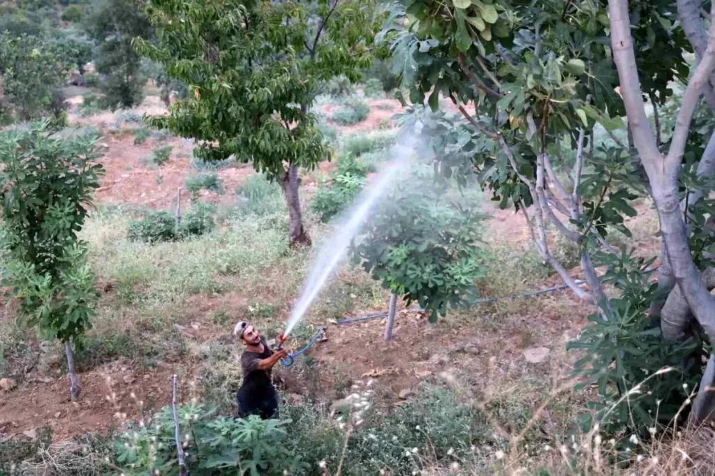 Aydın’da Akdeniz Meyve Sinekleri Incir Üretimini Tehdit Ediyor