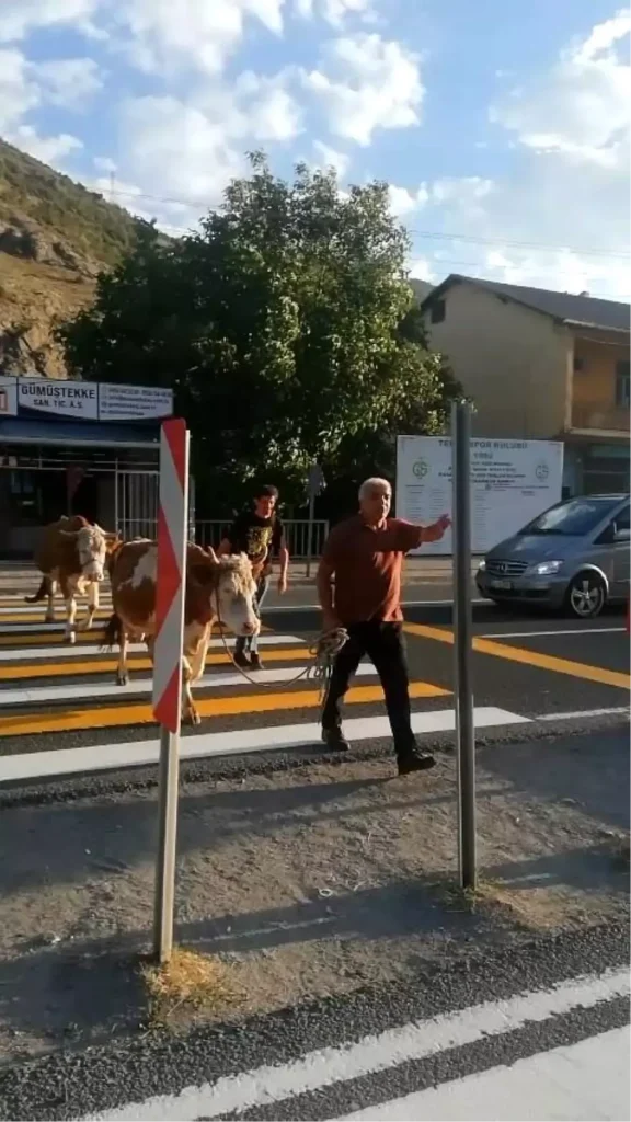 Hayvanlar İçin Zorunlu Yaya Geçidi Kullanımı