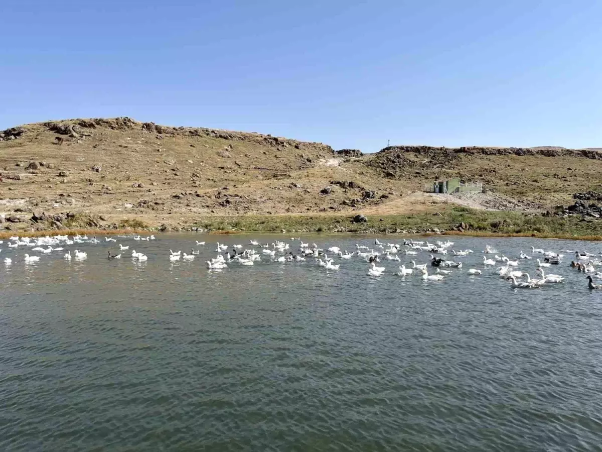 **Kars’ta Kaz Yetiştiriciliği: Kış Sofralarının Vazgeçilmez Lezzeti**