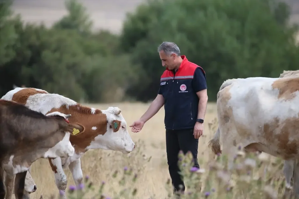 Kars’ta Şap Hastalığı Kontrol Altında