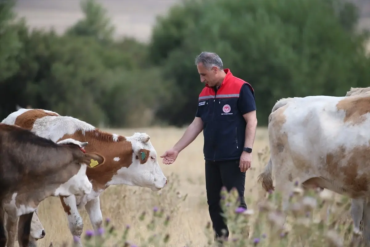 Kars’ta Şap Hastalığı Kontrol Altında
